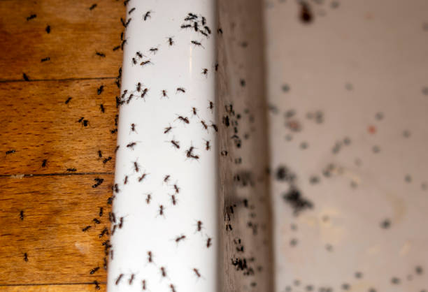 Best Mosquito Control Services  in Superior, WI