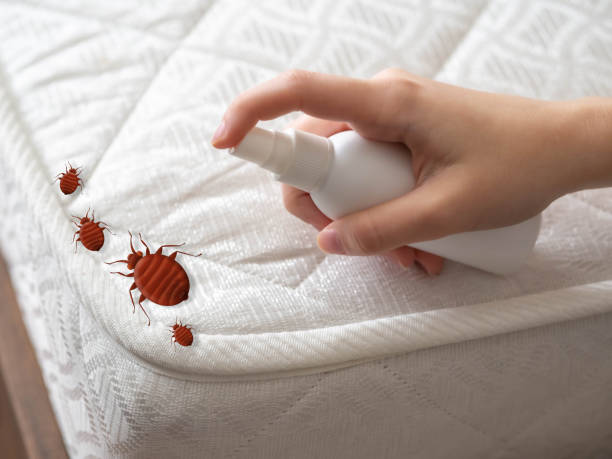 Best Ant Control Services  in Superior, WI